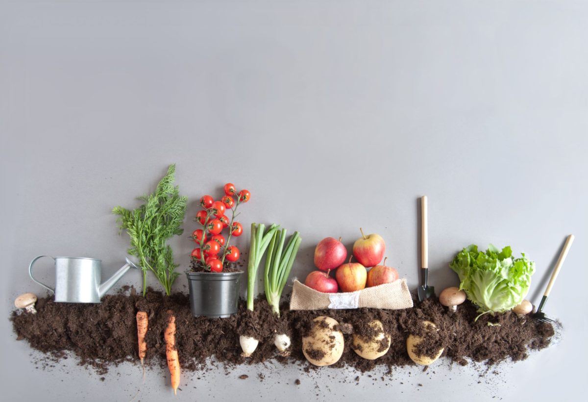 Iată cum să faci îngrășământ natural pentru legume chiar la tine acasă! Pentru producții cu 30-40% mai mari!