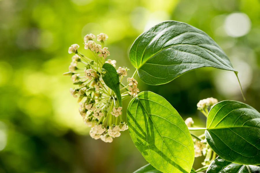 Body Line – Cum poate Gymnema Sylvestre ajuta la controlul glicemiei