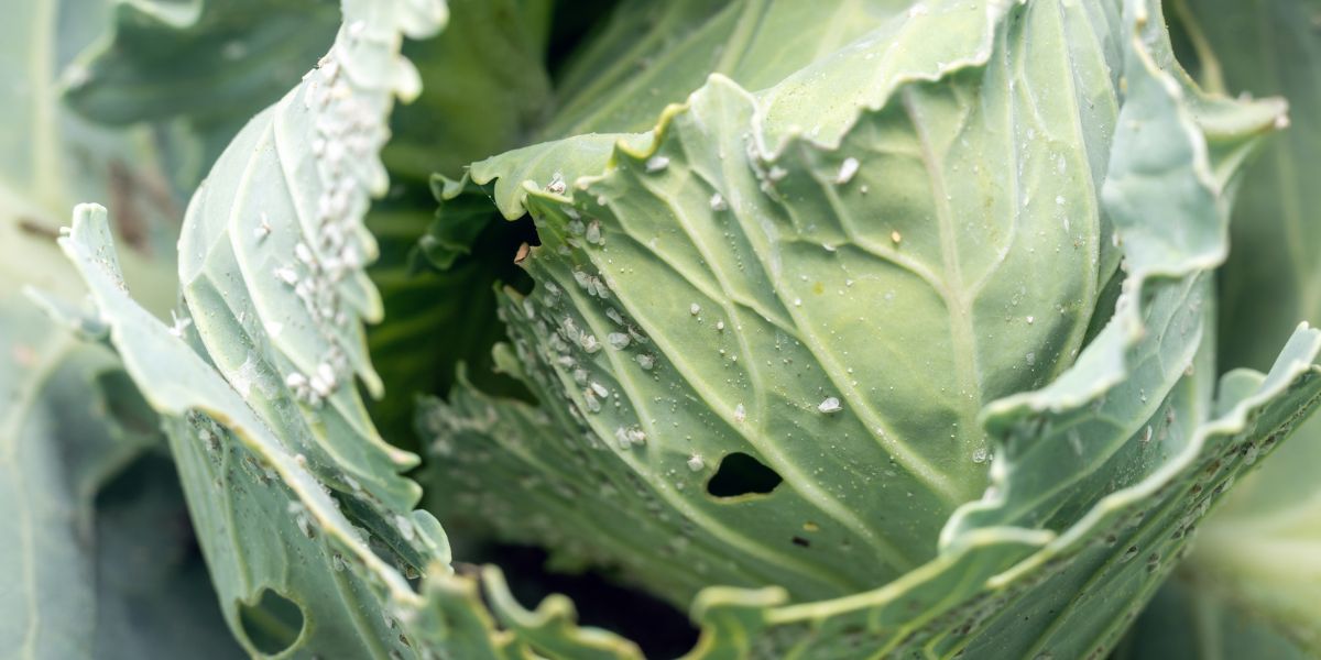 Musculiță albă la varză – Prevenție și combatere