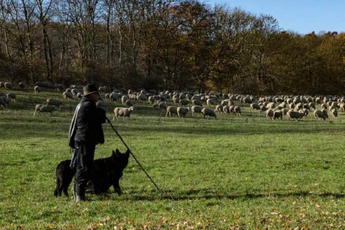 Bătaie la o stână din județul Iași! Un bărbat a început să își lovească prietenul, după ce au băut împreună