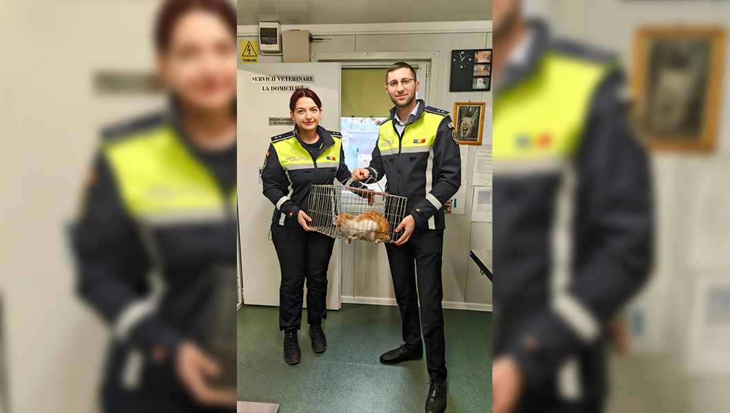 Dosar penal pentru un ieșean care a folosit o pisică pentru a testa agresivitatea unor câini. Felina a fost confiscată de polițiști
