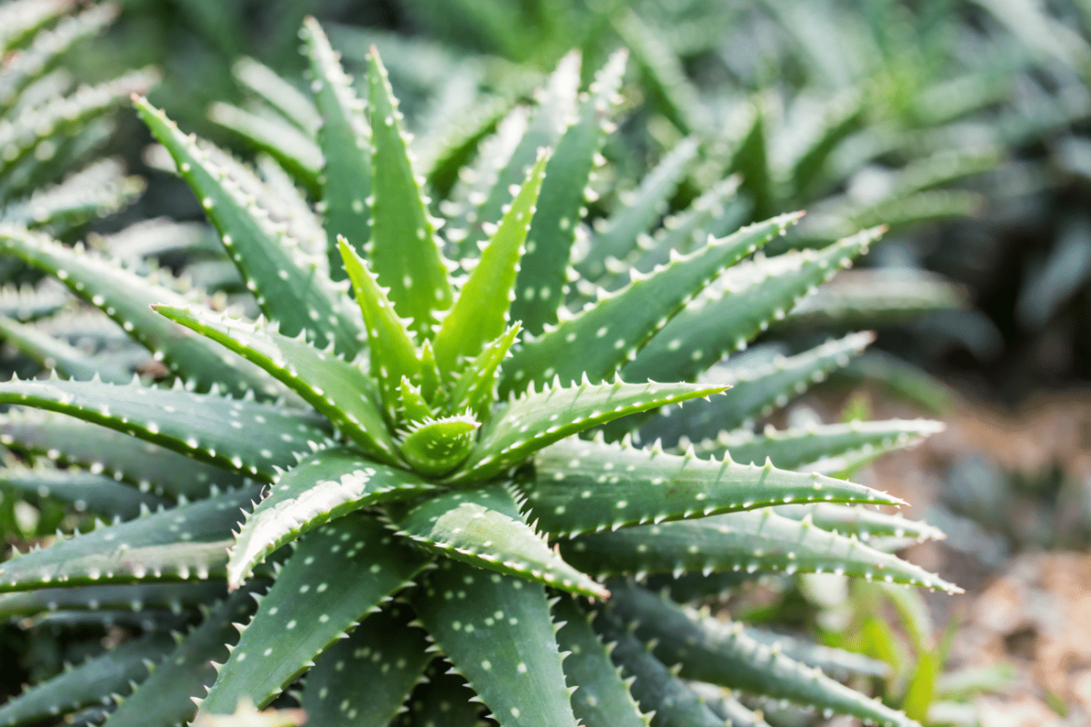 Cum poți crește o plantă Aloe Vera acasă? Iată tot ce trebuie să știi!