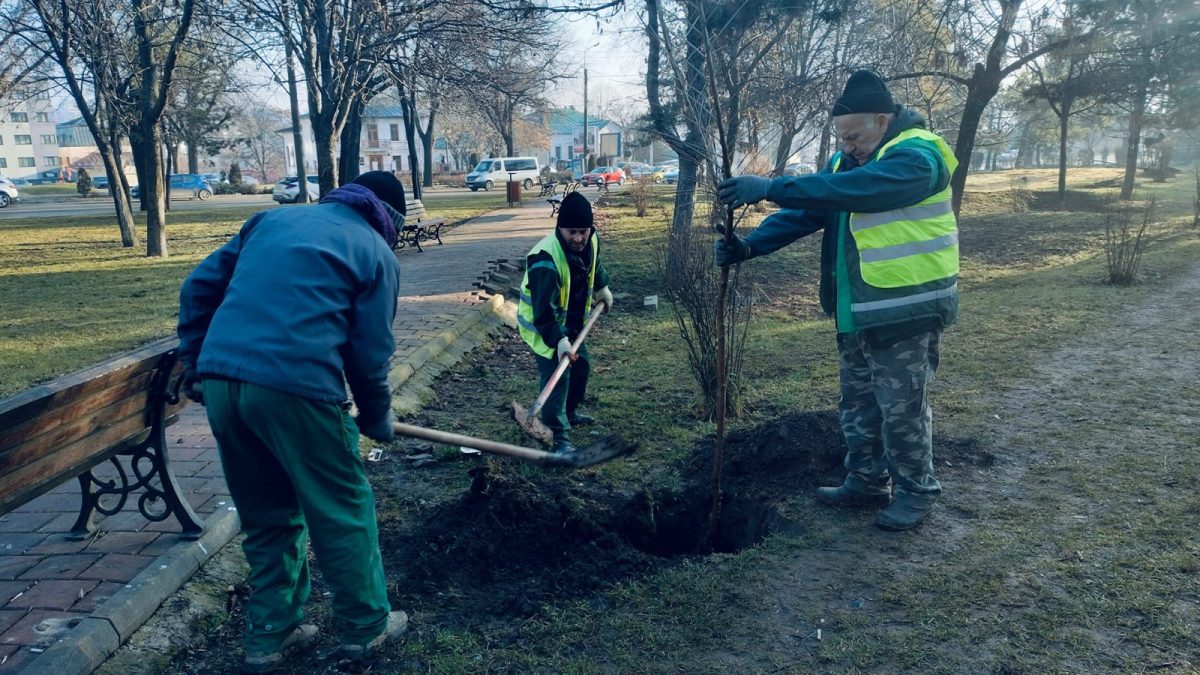 A început campania de plantare a arborilor în municipiul Iași. Iată ce specii sunt pregătite pentru oraș
