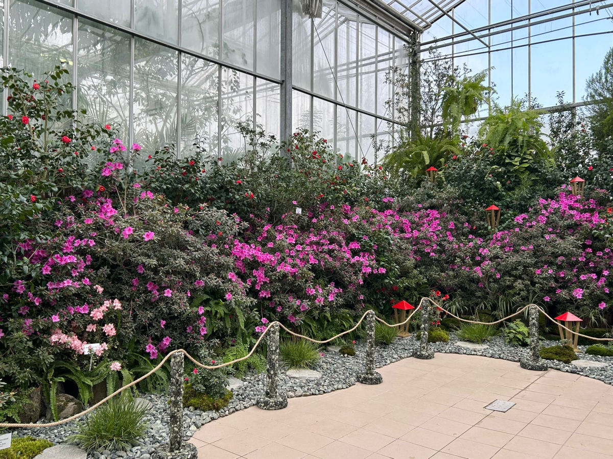 Grădina Botanică din Iași dă startul Expoziției de Plante Exotice! O călătorie printre azalee și camelii, la cea de-a 50-a ediție