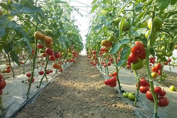 Programul Tomata continuă și în 2025! Legumicultorii din Iași ar putea primi un ajutor financiar de 7.500 de euro
