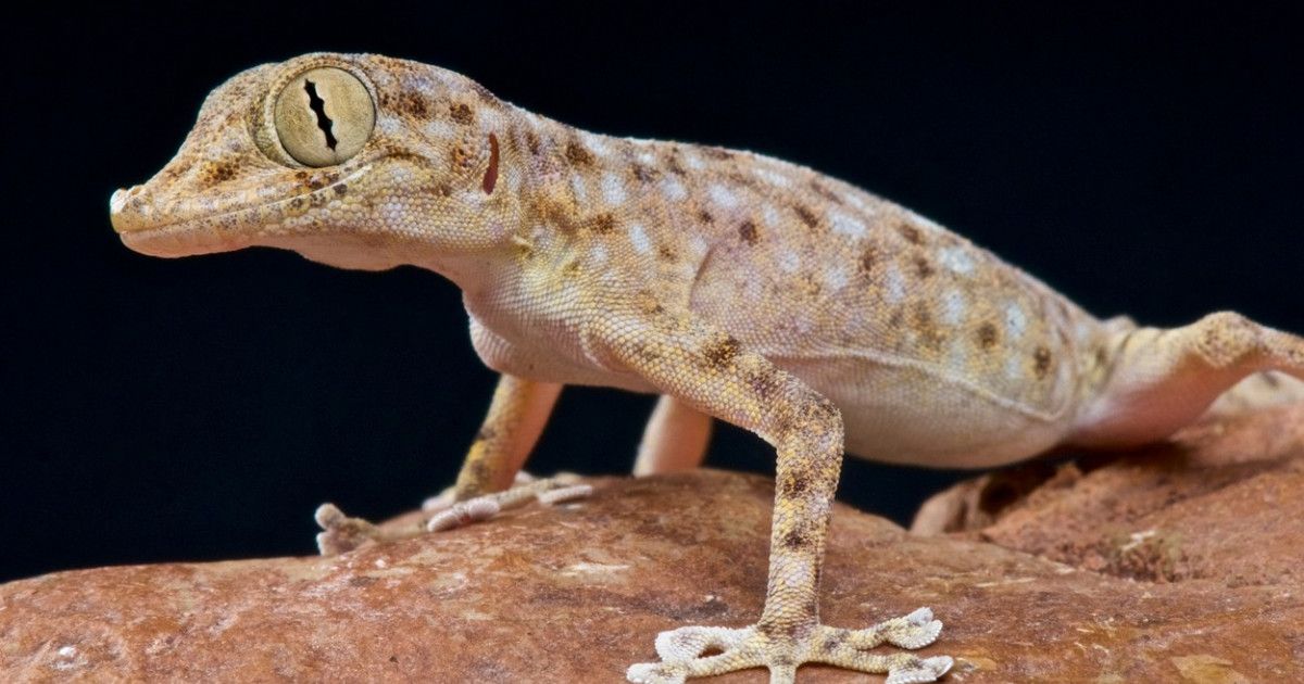 Șopârla gecko. Informații impresionante despre această specie