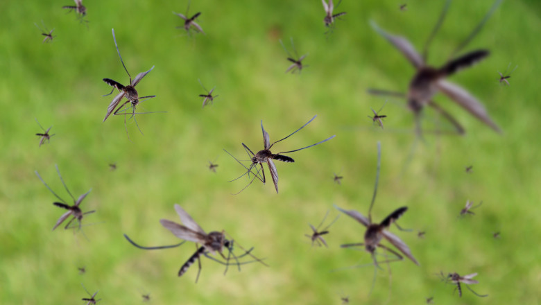 Recompensă pentru țânțari: Un sat din Filipine plătește locuitorii să prindă insectele ucigașe