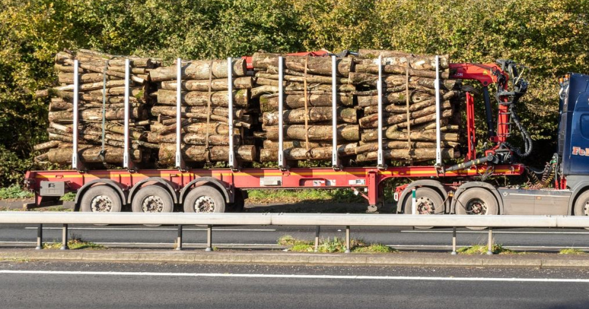 Verificări privind trasabilitatea materialelor lemnoase în județul Iași, realizate pe baza avertizărilor generate de inteligența artificială