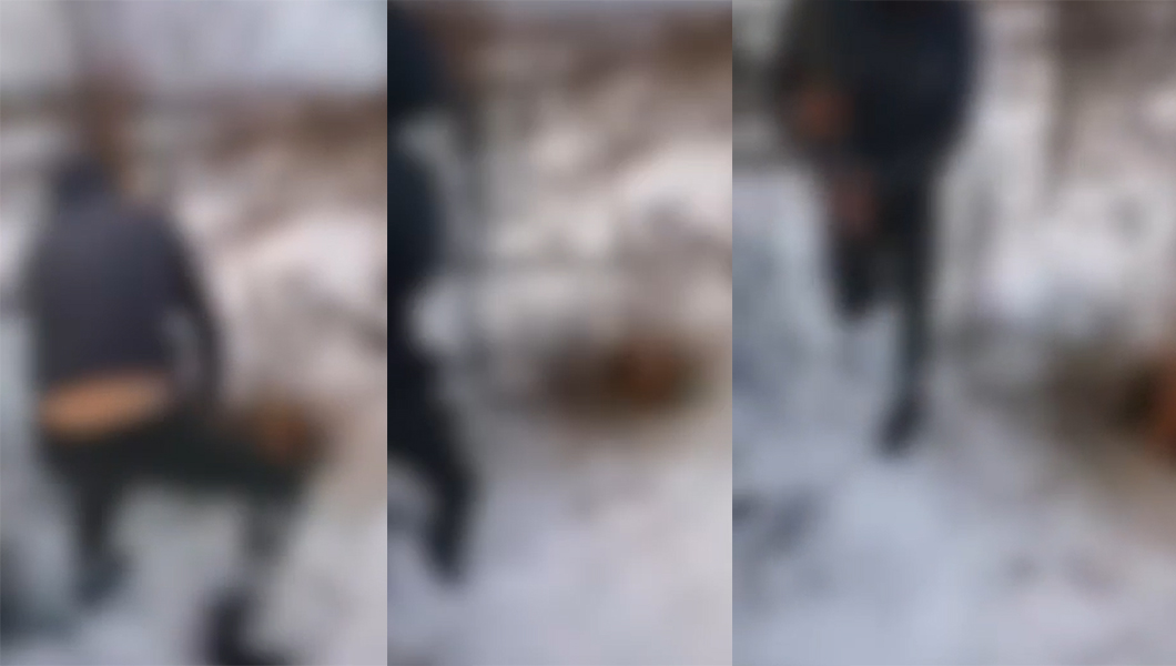 Imagini greu de privit. Un tânăr din Oţeleni omoară cu un par o vulpe. Polițiștii ieșeni au deschis un dosar penal