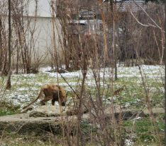 Vulpe pe străzile din Iași, la cateva luni după ce una ajunsese în centrul orașului