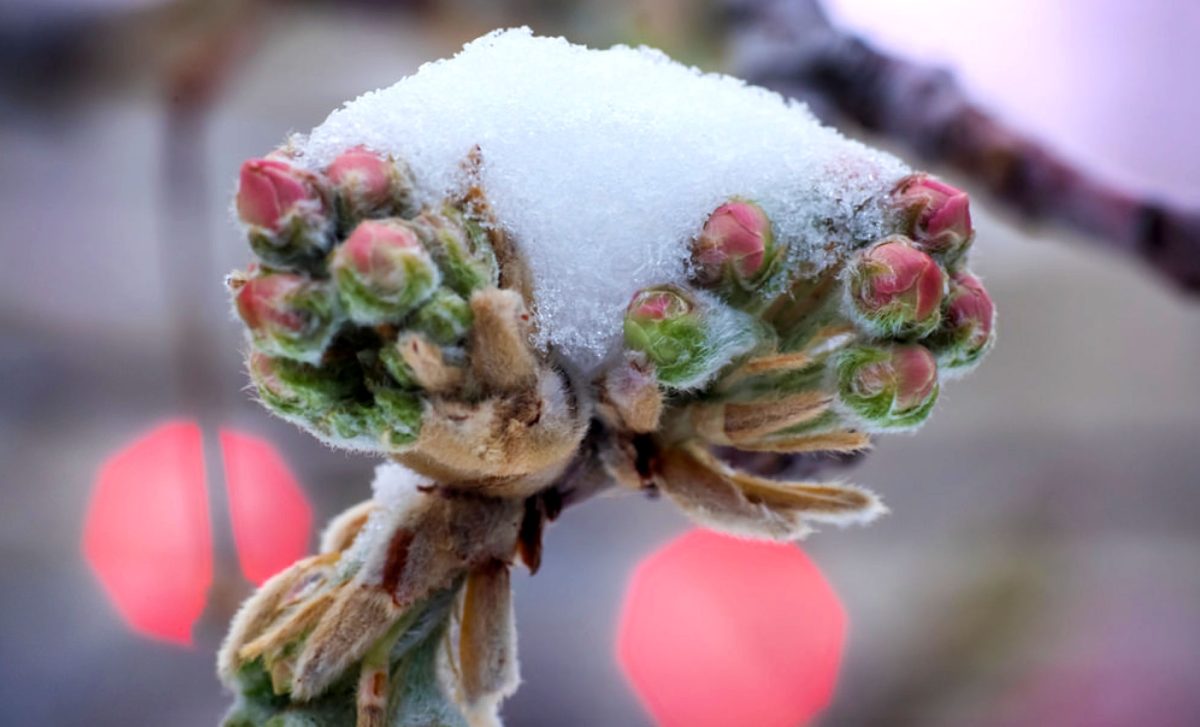 Ger năprasnic în toată țara: Temperaturile scad până la -18°C. Până când este valabil Codul Galben de frig