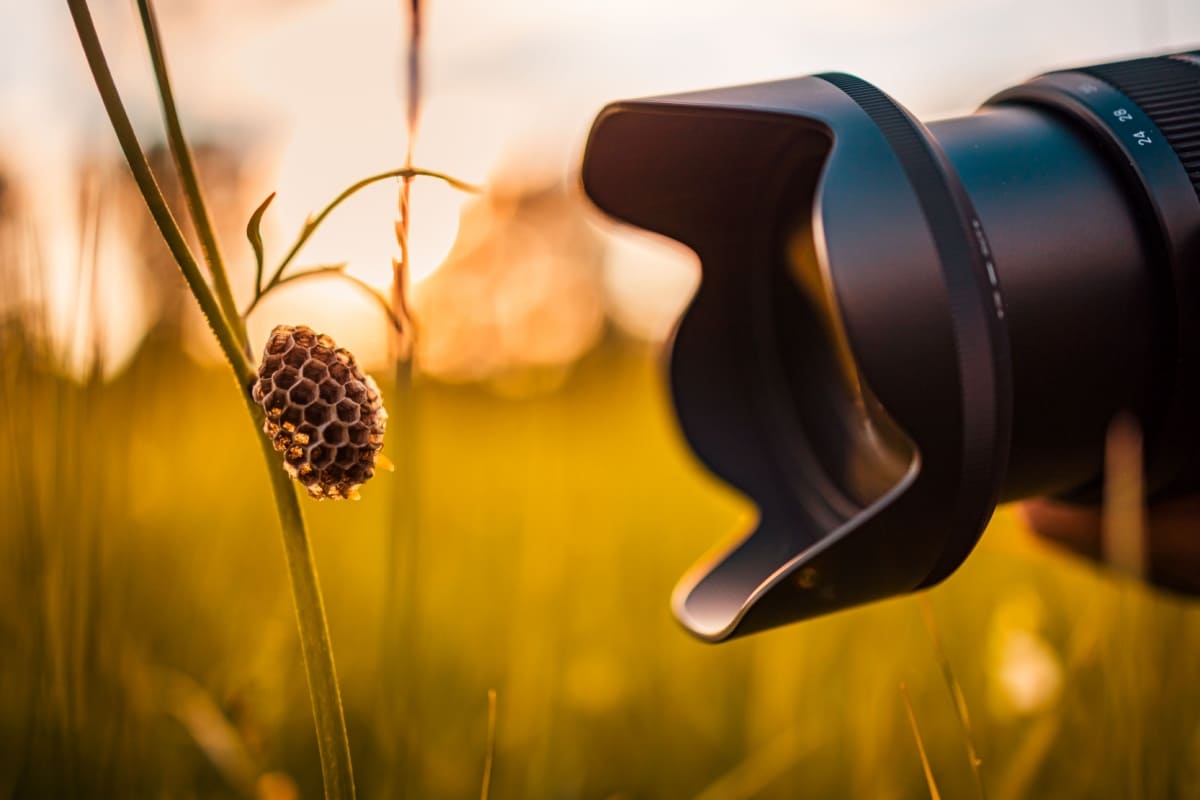 Macro photography: cum să surprinzi detalii incredibile cu obiectivul potrivit?