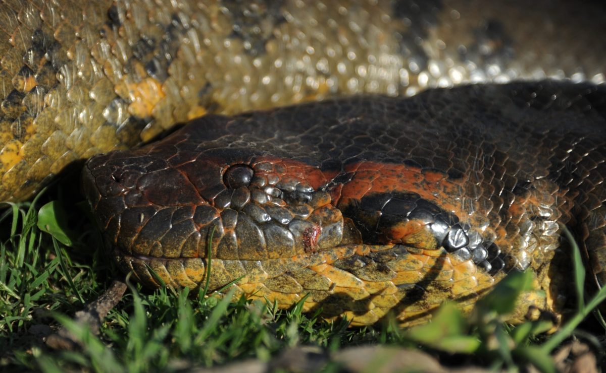  Este anaconda verde veninoasă? Cea mai mare specie de șarpe din lume