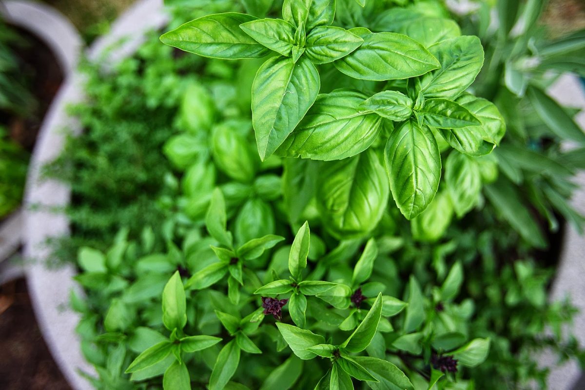 Planta care înlocuiește sarea în rețete! O alternativă sănătoasă pentru un gust delicios
