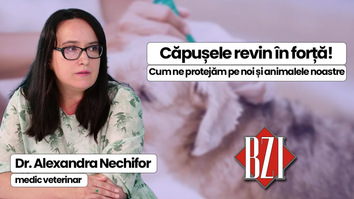 Atenție, căpușele revin odată cu primăvara, un pericol crescut pentru oameni și animale de companie. Dr. Alexandra Georgiana Nechifor, medic veterinar, discută în platoul BZI LIVE despre măsurile de protecție pe care trebuie să le luăm