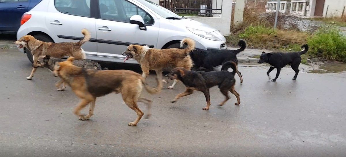 Zeci de câini, capturați de pe străzile din Iași în câteva săptămâni! Animalele fără stăpân vin spre oraș din zona metropolitană