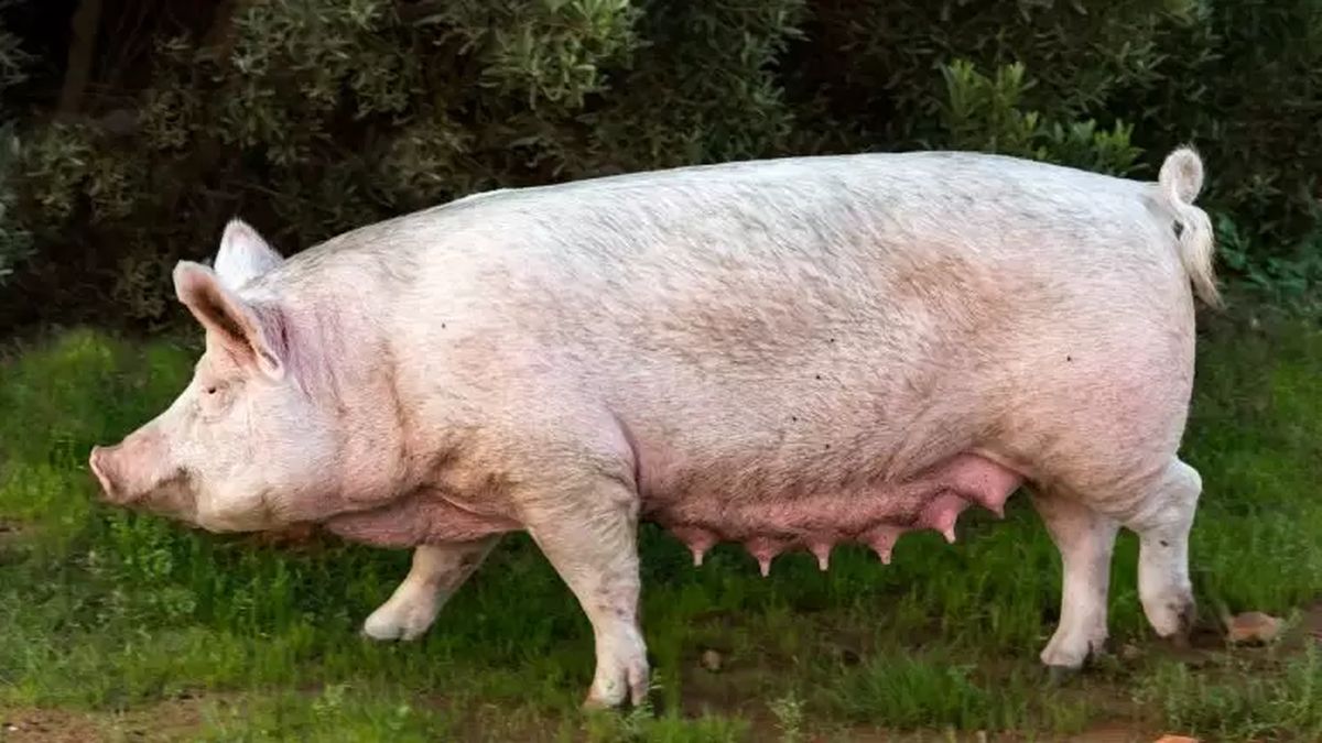 Calcul de greutate a porcului viu. Informații pentru fermieri