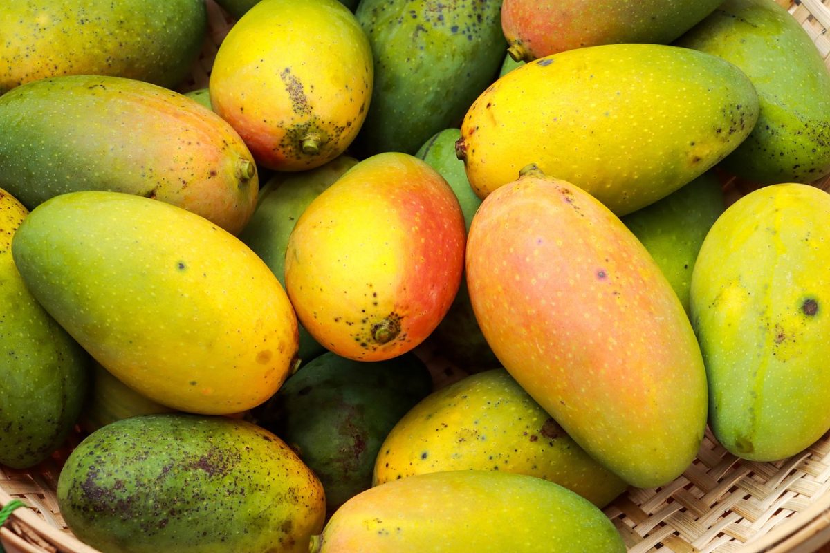 Când e copt un mango. Cum să alegi cele mai savuroase fructe pentru rețete cu gust tropical