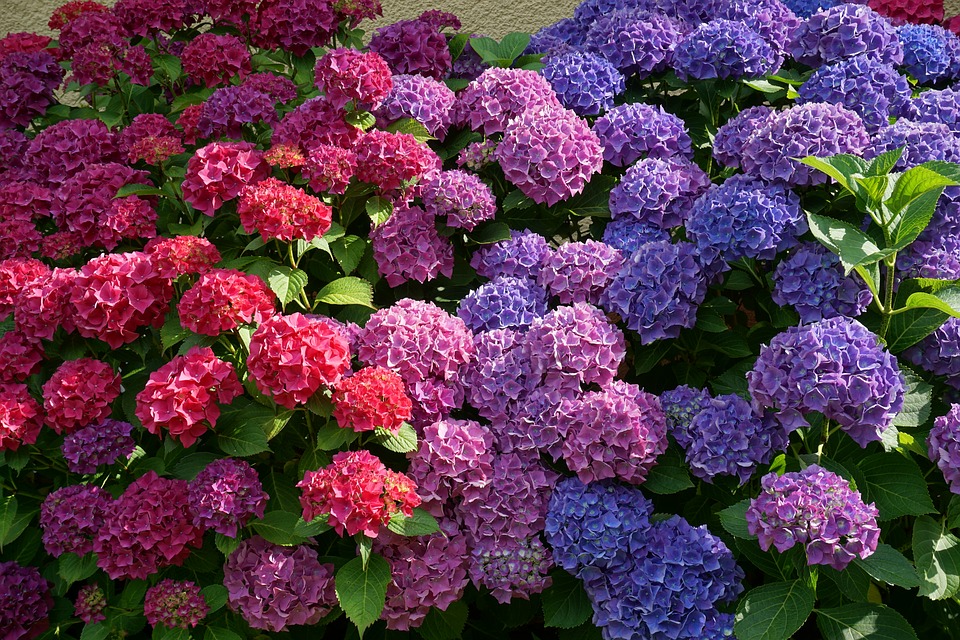 Când se plantează hortensia din ghiveci în grădină? Este mai bine să le plantezi primăvara sau vara?
