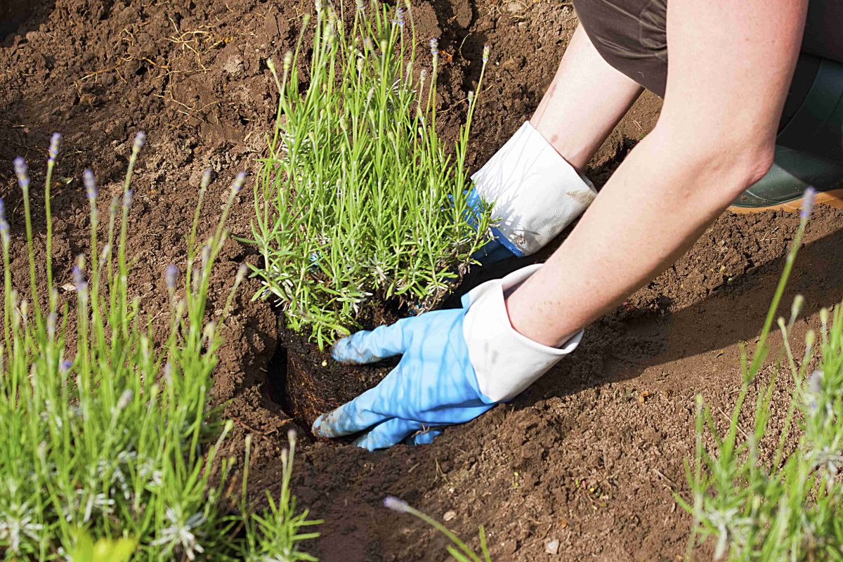 Când se plantează lavanda? Află care sunt motivele pentru care ar trebui să existe în orice grădină!