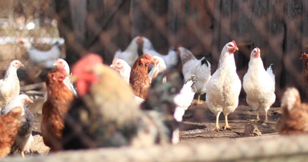 Câte păsări și animale au voie să crească românii în curte! Cine nu respectă legea riscă sancțiuni drastice 