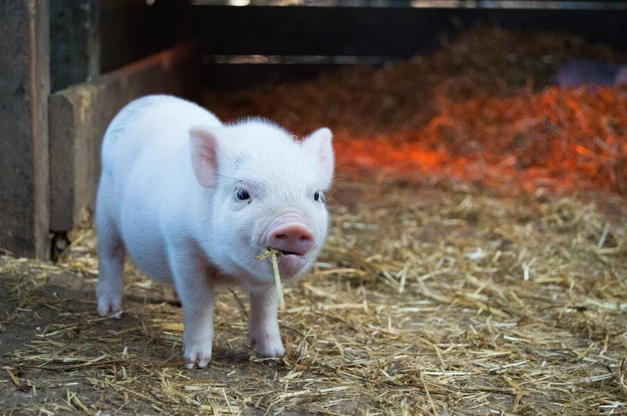 Ce înseamnă când visezi porci albi? De ce visăm lucruri stranii?