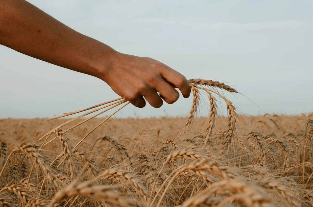Ucraina încearcă să convingă partenerii europeni să prelungească acordul care scuteşte produsele agricole ucrainene de la plata taxelor
