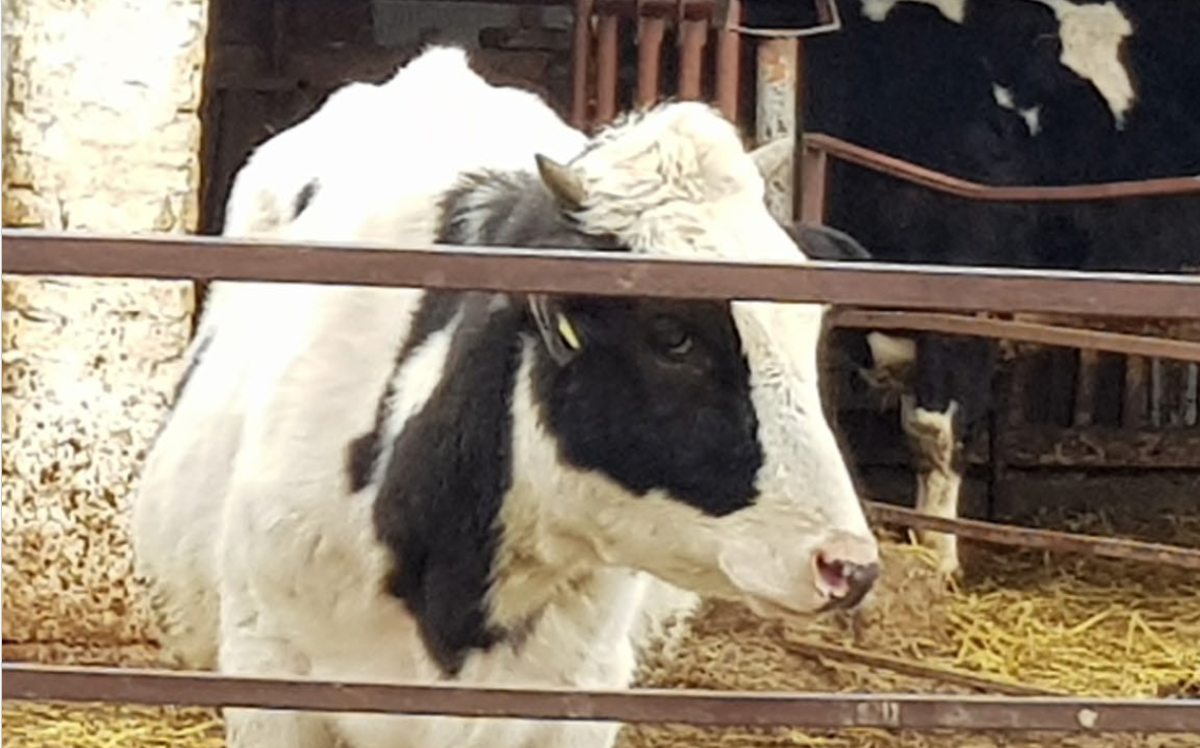 Alertă sanitar-veterinară! Pericol major de febră aftoasă în România după eliminarea controalelor vamale