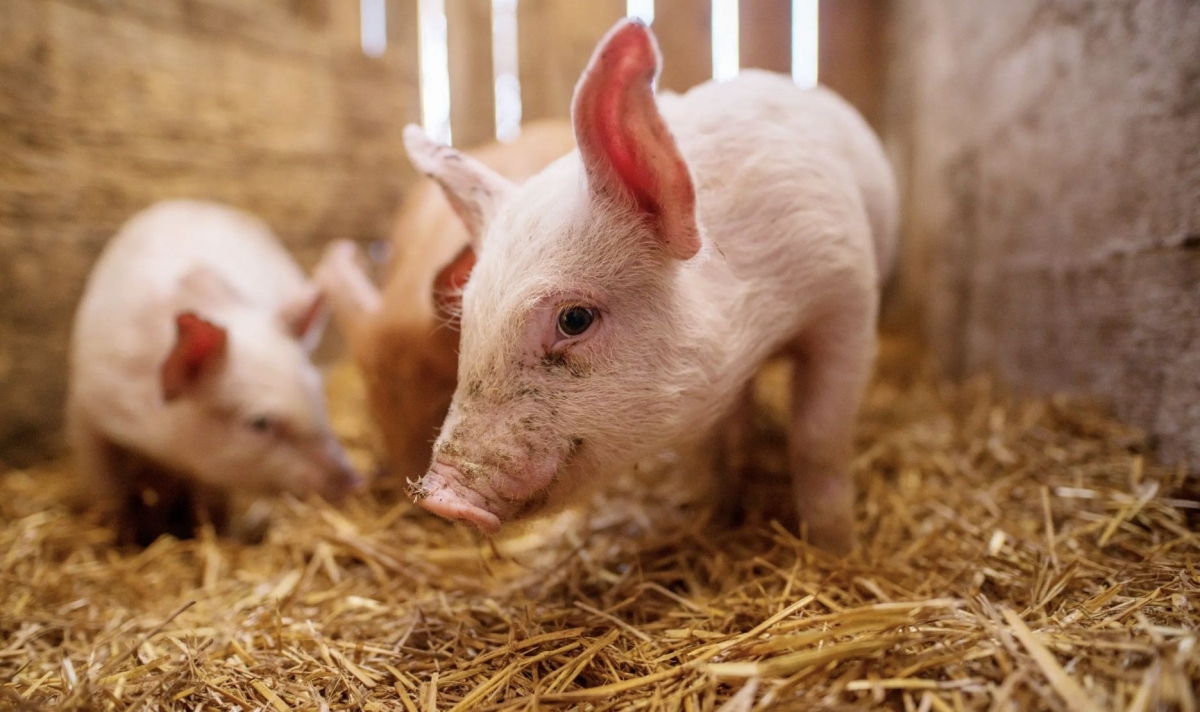 Proces istoric în Spania! Statul spaniol acționat în instanță pentru poluarea fermelor de porci