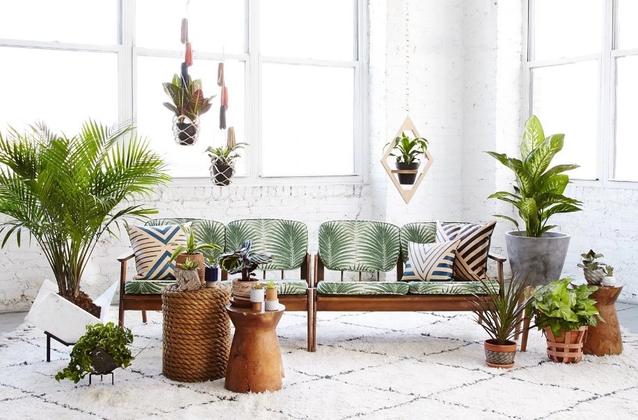 Plantele decorative contribuie la eleganța casei. Care sunt cele mai populare?