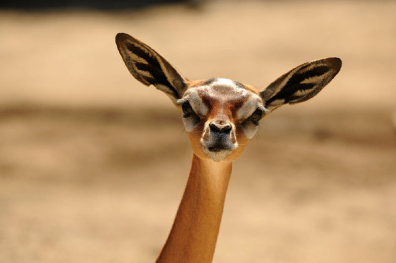 Animalul care trăiește fără apă! O specie fascinantă și grațioasă