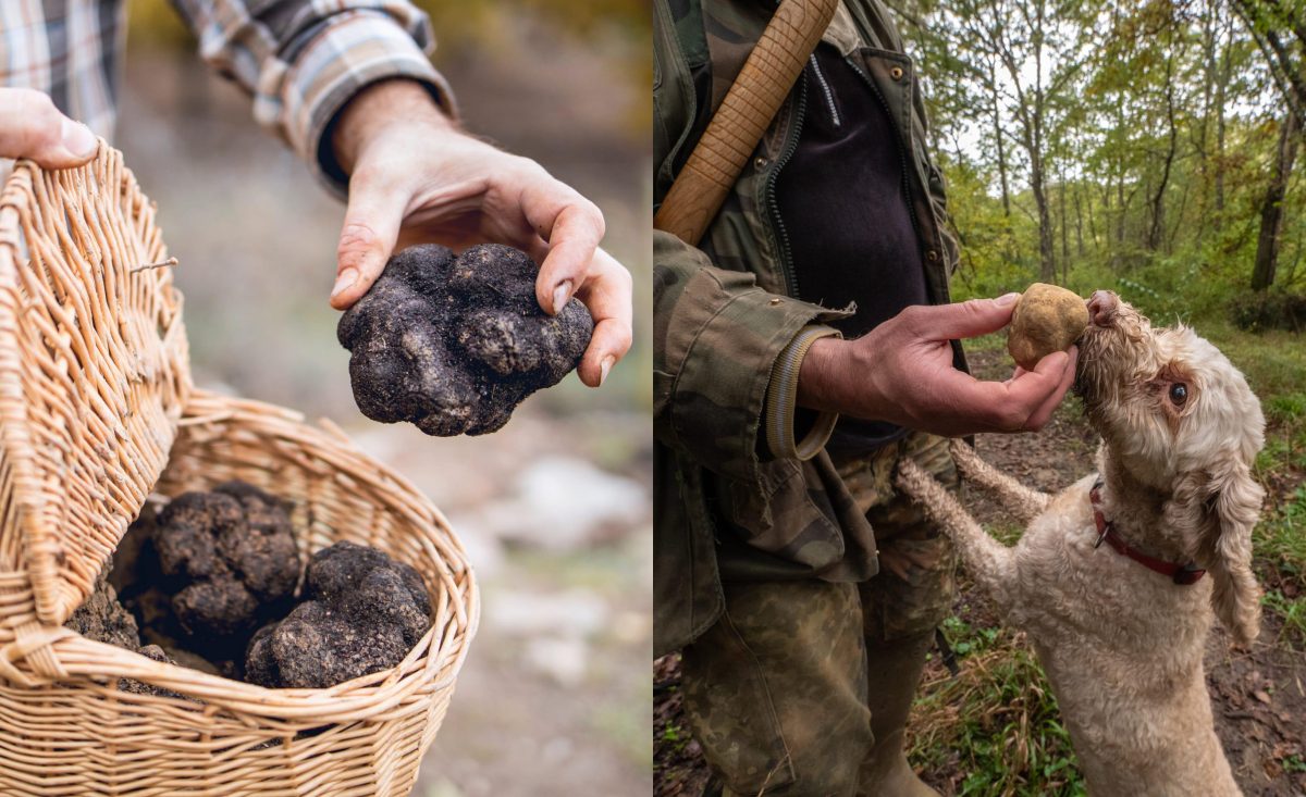 Cât costă un kg de trufe negre? Prețul lor e uriaș!