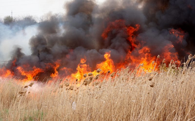 Incendiu de vegetație uscată în Belcești! Pompierii intervin