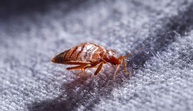 Insecticid pentru ploșnițe de pat. Care sunt cele mai eficiente soluții și ce alternative există pentru a elimina insectele