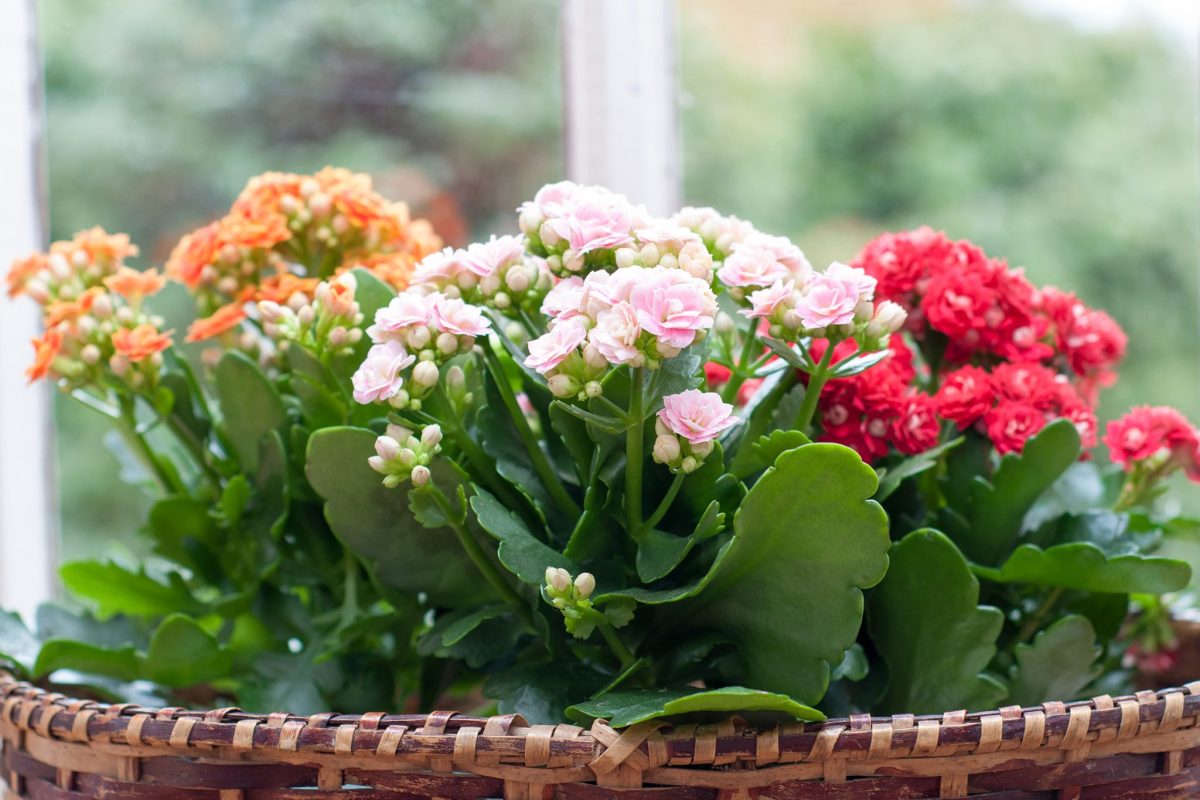 Kalanchoe blossfeldiana – planta de casă care este veșnic verde și nu are nevoie îngrijiri minuțioase!