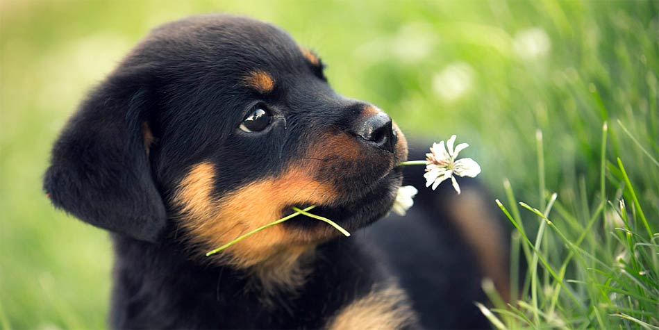 La ce vârstă devine agresiv un rottweiler? Este agresivitatea unui câine dictată de rasa acestuia?