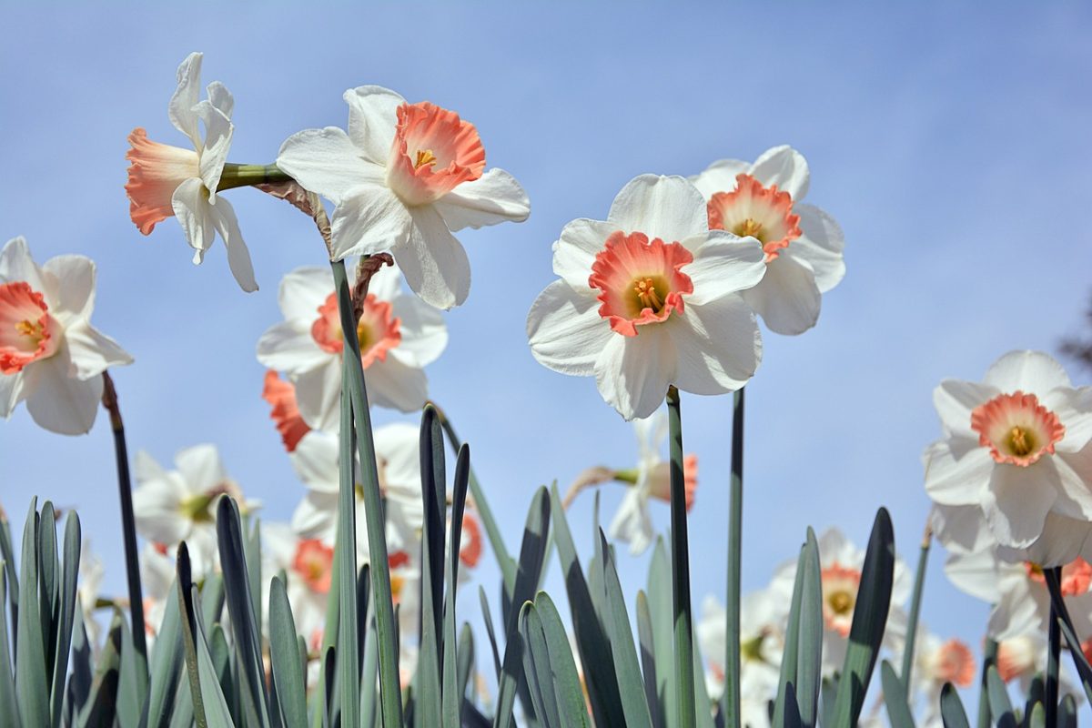 Cum să îngrijești narcisele! Cele mai bune îngrășăminte naturale pentru o grădină de vis