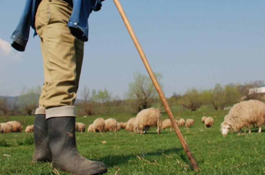 Un cioban a plătit aproape 40.000 de lei după ce l-a bătut pe proprietarul unei stâni. Acesta și-a lovit victima cu un hârleț
