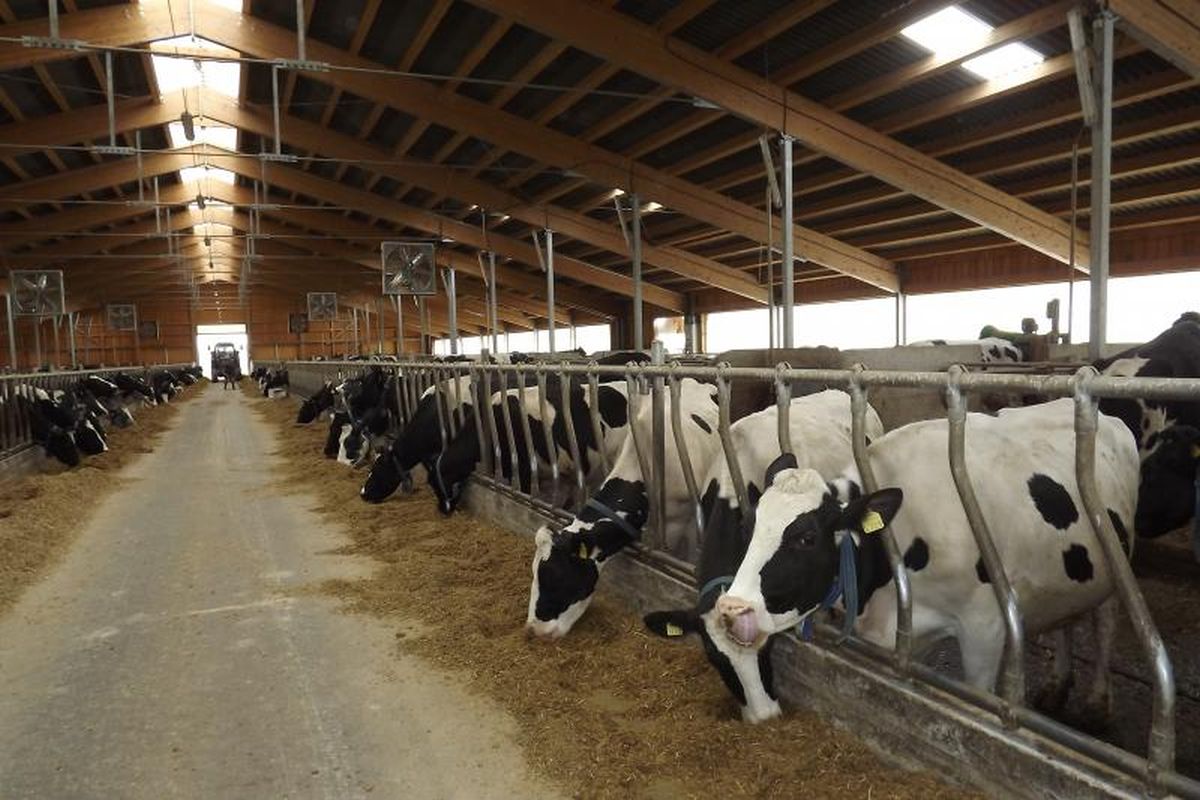 Crescătorii sporesc măsurile de biosecuritate, în contextul focarului de febră aftoasă din Ungaria. Fermier din Iași: „Poate asta se vrea, distrugerea fermierului”