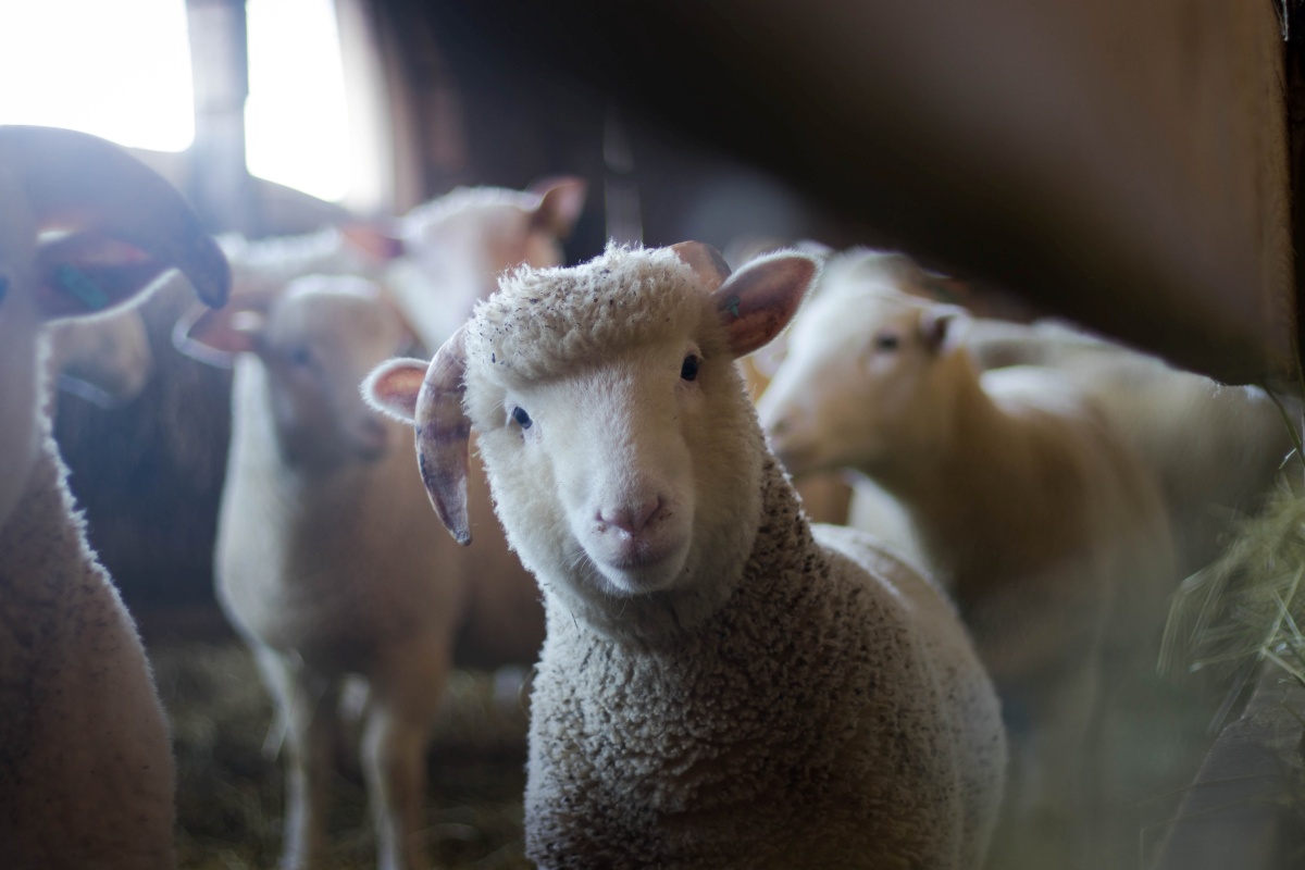 Guvernul va cere UE să lase fermele neafectate de Pesta Micilor Rumegătoare să exporte animalele. Crescătorii de oi au cerut soluții urgente