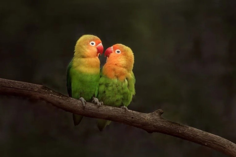 Papagalii amorezi: cei mai loiali parteneri din lumea păsărilor