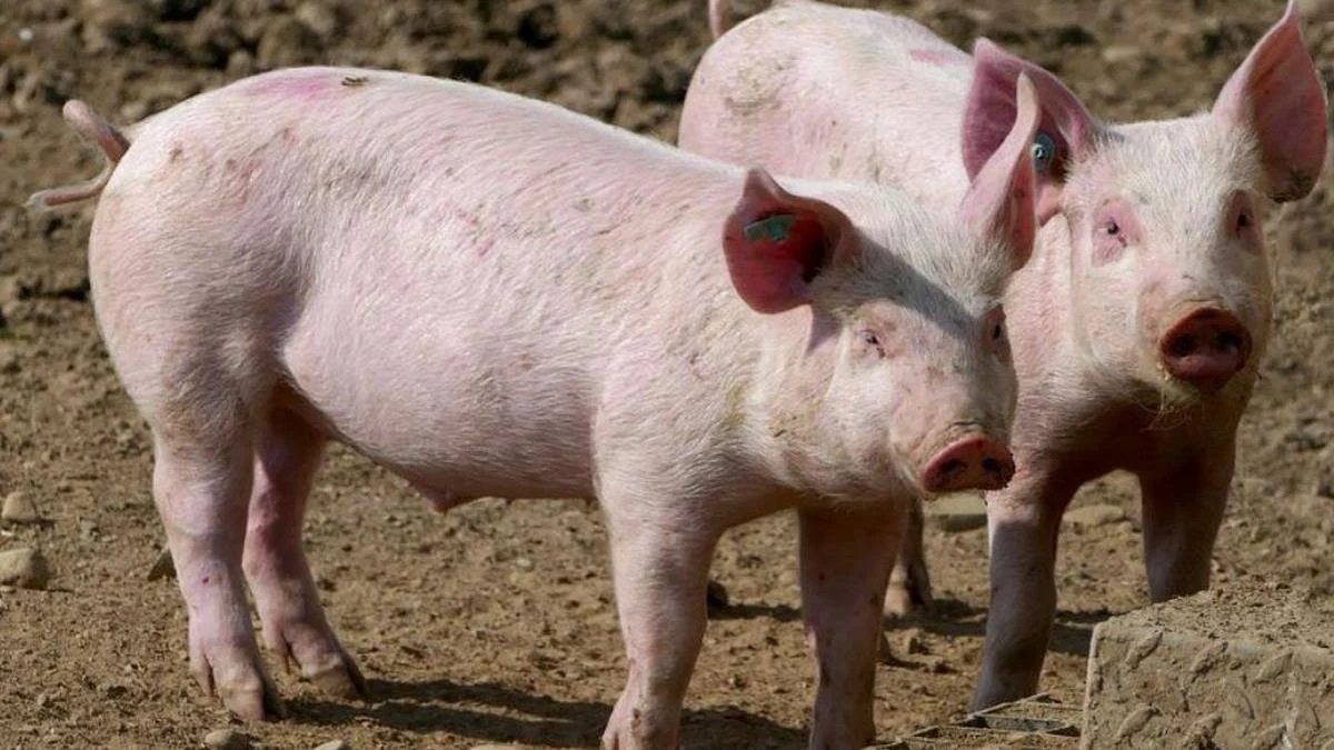 Atenție la simptomele pestei porcine africane! Iașul nu mai are niciun focar de PPA în gospodărie, însă fermierii trebuie să respecte în continuare măsurile de biosecuritate