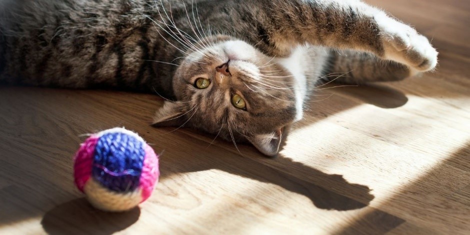 Jucăriile pentru pisici: secretul unei feline fericite
