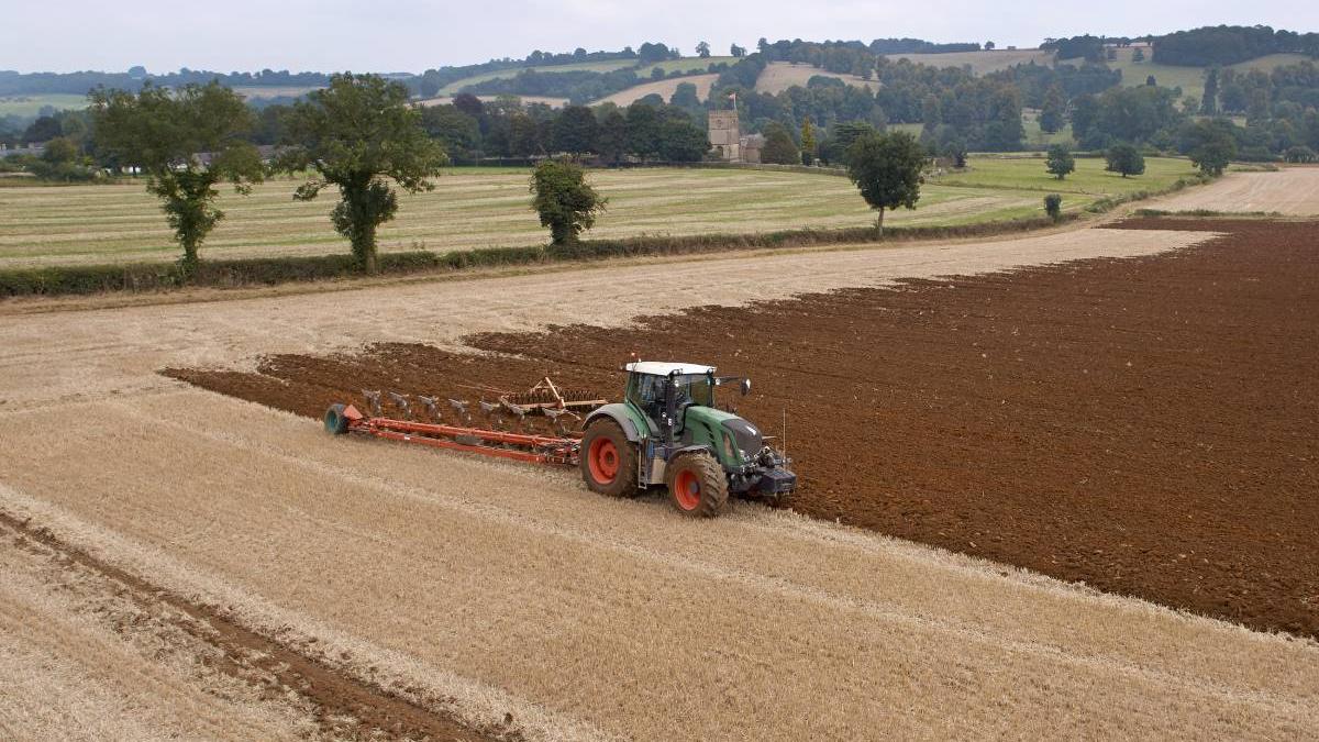 Planta care îi îmbogățește pe agricultorii români! Cât se poate câștiga pe hectar