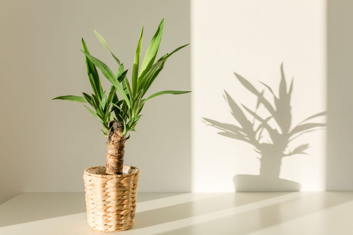 Iată tot ce trebuie să știi despre planta Yucca – Atrage energia pozitivă și protecția în apartamentul tău