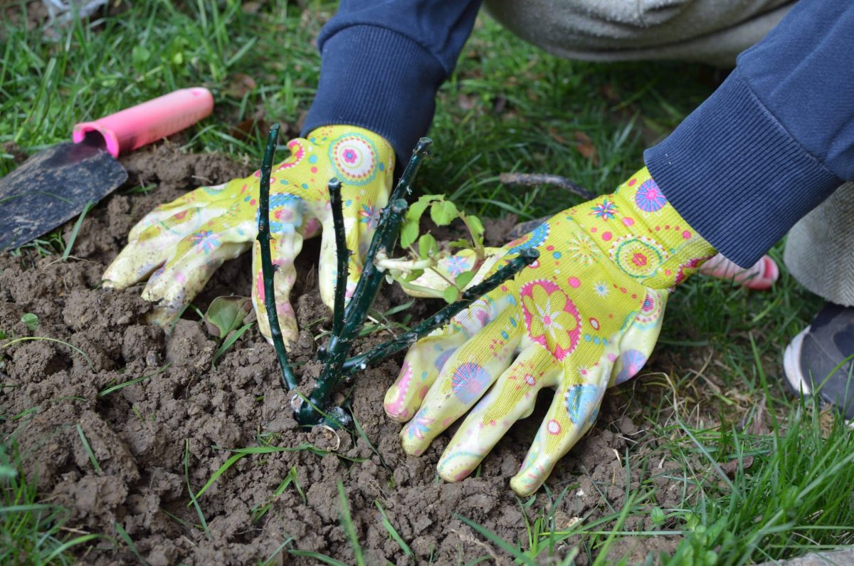 De ce se face plantarea trandafirilor primăvara? Iată tot ce trebuie să știi pentru a înflori în toată splendoarea lor