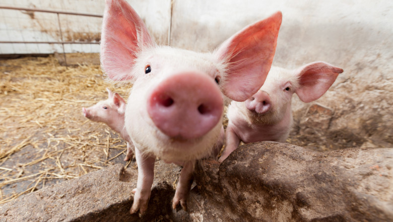 Amendă pentru românii care cresc aceste animale în curte și nu le declară! Sancțiunile sunt uriașe