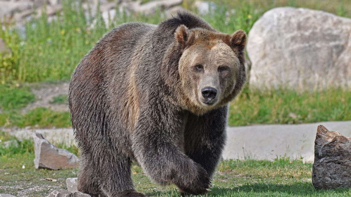 Ursul grizzly, unul dintre cele mai impunătoare animale. Caracteristici, habitat și alimentație