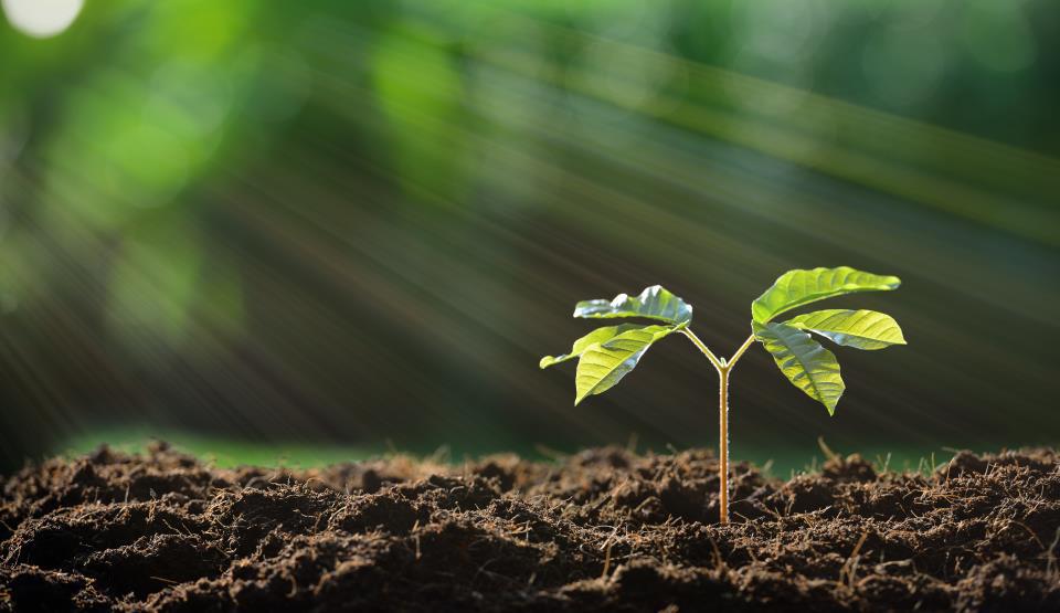Fotosinteza la plante, ce este și cum funcționează procesul? Iată ce trebuie să știi!