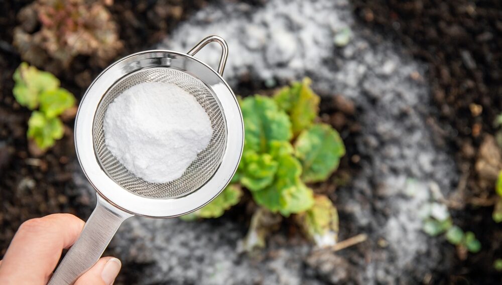 De ce trebuie să utilizezi o soluție cu bicarbonat de sodiu pentru plantele tale? Iată care sunt beneficiile reale!